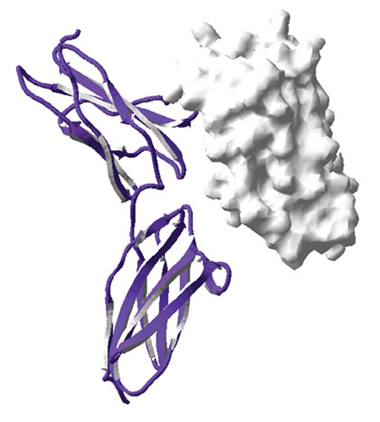 מולקולה של אינטרפרון (מימן) "עוגנת" על-פני מודל של קולטן לאינטרפרון